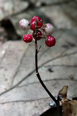 image of Maianthemum canadense, Canada Mayflower, "False Lily-of-the-valley", "Wild Lily-of-the-valley"