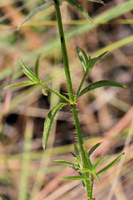 image of Rhexia mariana var. exalbida, White Meadowbeauty