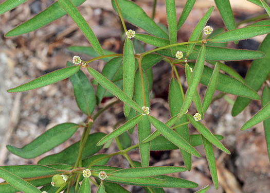 image of Euphorbia curtisii, White Sandhills Spurge, Curtis's Spurge