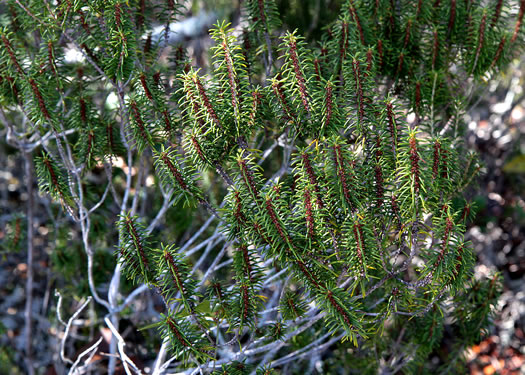 image of Ceratiola ericoides, Florida Rosemary, Sandhill Rosemary, Sand Heath