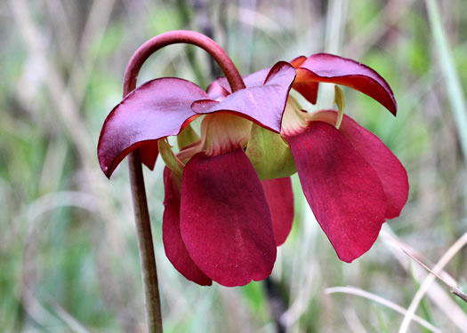 image of Sarracenia purpurea var. venosa, Southern Purple Pitcherplant, Frog's Breeches, Hunter's Cup