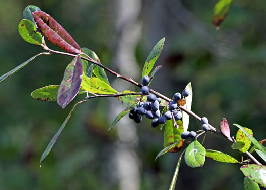 image of Nyssa biflora, Swamp Tupelo, Swamp Blackgum, Swamp Gum, Water Gum