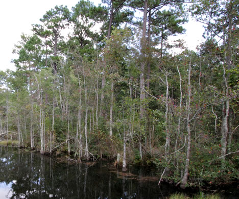 image of Nyssa biflora, Swamp Tupelo, Swamp Blackgum, Swamp Gum, Water Gum