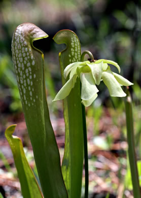 image of Sarracenia minor var. minor, Hooded Pitcherplant