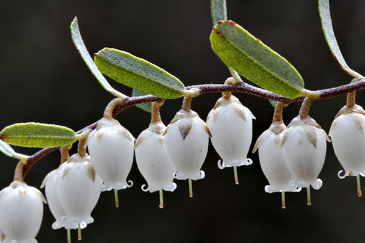 Leatherleaf