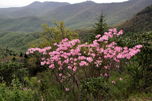 image of Rhododendron vaseyi, Pinkshell Azalea