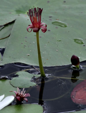 Brasenia schreberi, Water-shield, Purple Wen-dock