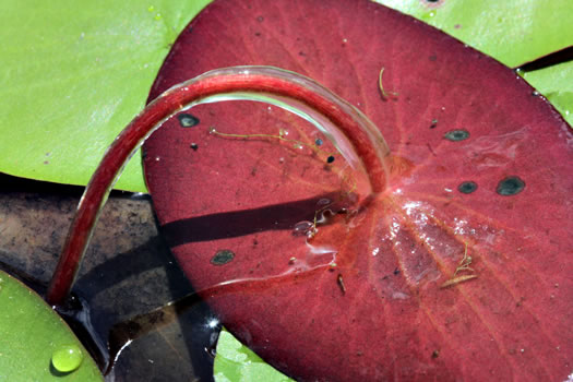 image of Brasenia schreberi, Water-shield, Purple Wen-dock