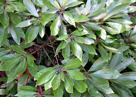 image of Tamala borbonia, Upland Redbay, Tisswood