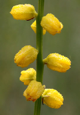 image of Aletris aurea, Golden Colicroot