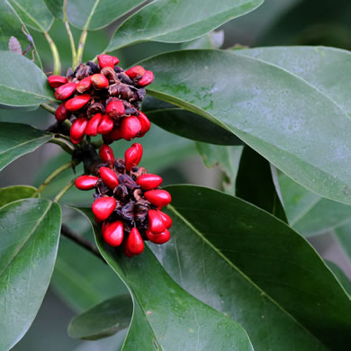 image of Magnolia virginiana +, Sweetbay, Sweetbay Magnolia, Swampbay