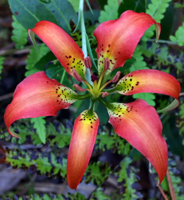 image of Lilium catesbyi, Pine Lily, Catesby's Lily, Leopard Lily