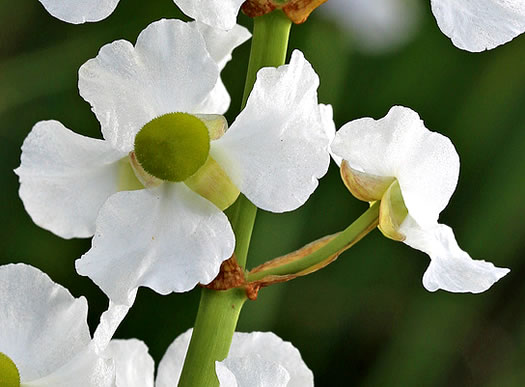 Sagittaria lancifolia var. media, Scimitar Arrowhead, Bulltongue Arrowhead