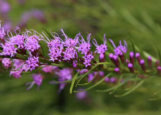 image of Liatris microcephala, Narrowleaf Blazing-star, Smallhead Blazing-star