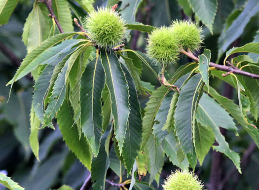 image of Castanea pumila, Common Chinquapin, Chinkapin, Allegheny Chinquapin