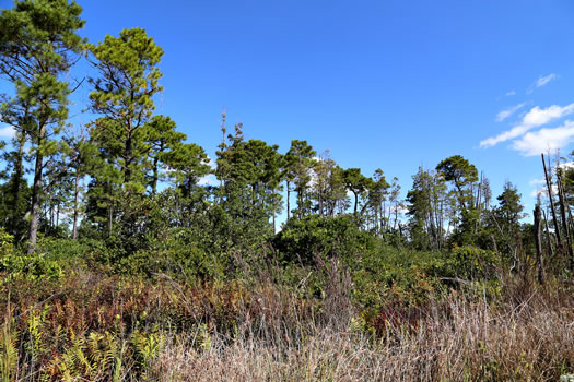 image of Pinus serotina, Pond Pine, Pocosin Pine, Marsh Pine