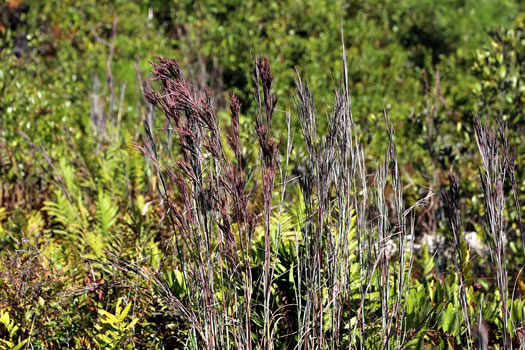 image of Andropogon cretaceus, Chalky Bluestem, Purple Bluestem, Coastal Bluestem, Big Chalky Bluestem