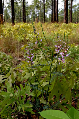 image of Astragalus michauxii, Sandhill Milkvetch, Michaux's Milkvetch