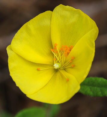 Canada Frostweed