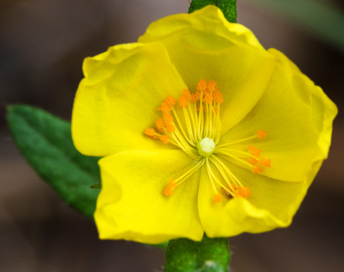 image of Crocanthemum canadense, Canada Frostweed, Canada Sunrose, Canada Rockrose