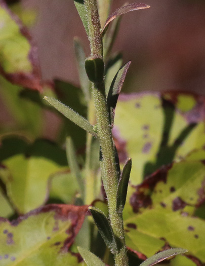 image of Carphephorus tomentosus, Sticky Chaffhead, Woolly Chaffhead, Carolina Chaffhead