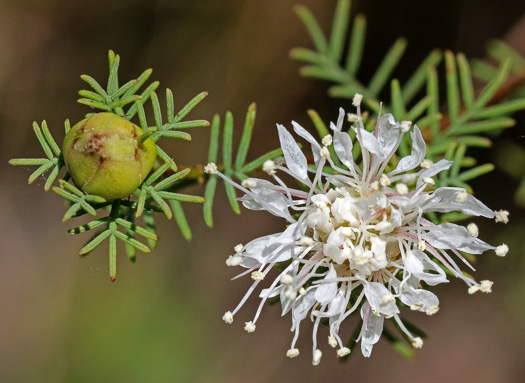 image of Dalea pinnata var. pinnata, Summer Farewell, Eastern Prairie-clover