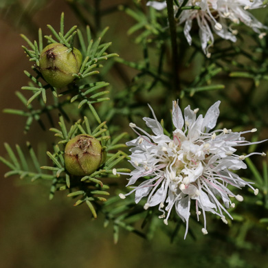 image of Dalea pinnata var. pinnata, Summer Farewell, Eastern Prairie-clover