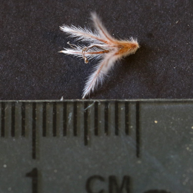 image of Dalea pinnata var. pinnata, Summer Farewell, Eastern Prairie-clover