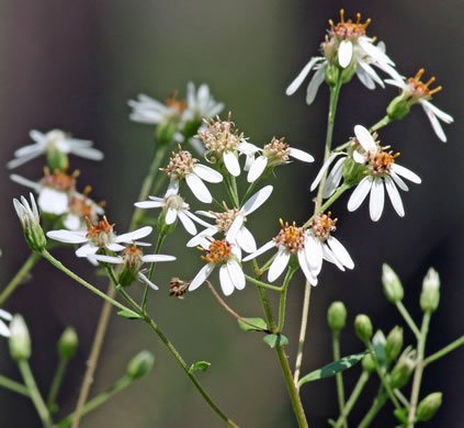 image of Doellingeria sericocarpoides, Pocosin Flat-top Aster, Southern Whitetop, Streamhead Flat-top Aster, Southern Flat-top Aster