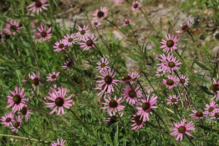 image of Echinacea tennesseensis, Tennessee Purple Coneflower, Tennessee Coneflower