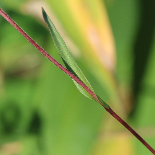 leaf or frond of Eurybia paludosa, Savannah Grass-leaved Aster, Southern Swamp Aster