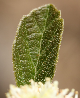 image of Fothergilla gardenii, Coastal Witch-alder, Pocosin Witch-alder, Dwarf Witch-alder, Fothergilla