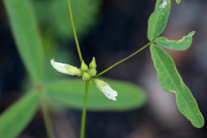 image of Galactia erecta, Erect Milkpea