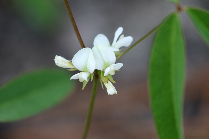 image of Galactia erecta, Erect Milkpea