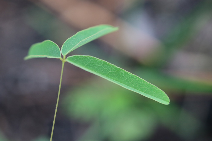 Galactia erecta, Erect Milkpea