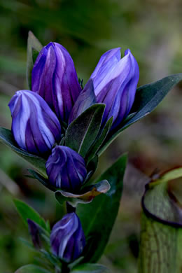 image of Gentiana catesbyi, Coastal Plain Gentian, Catesby's Gentian, Elliott's Gentian