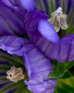 image of Gentiana catesbyi, Coastal Plain Gentian, Catesby's Gentian, Elliott's Gentian