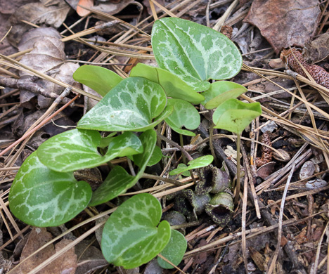 image of Hexastylis sorriei, Sandhill Heartleaf, Streamhead Heartleaf