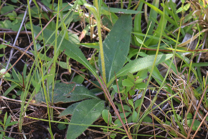 image of Helianthus heterophyllus, Savanna Sunflower, Variable-leaf Sunflower