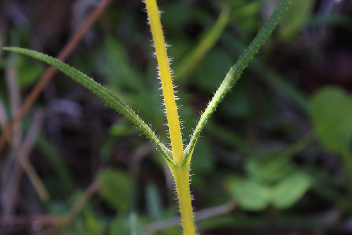image of Helianthus heterophyllus, Savanna Sunflower, Variable-leaf Sunflower