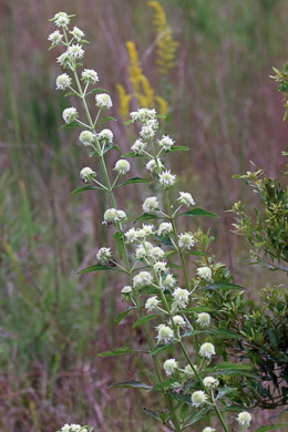 image of Hyptis alata var. alata, Musky Mint, Cluster Bushmint