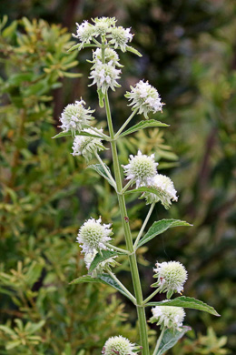 flower of Hyptis alata, Musky Mint, Cluster Bushmint