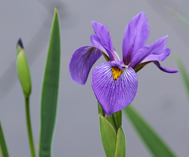 image of Iris virginica, Southern Blue Flag