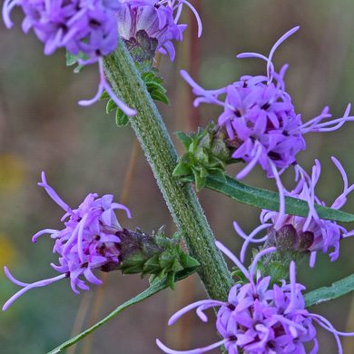 image of Liatris squarrulosa, Southern Blazing-star, Earle's Blazing-star, Appalachian Blazing-star