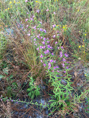 image of Liatris squarrulosa, Southern Blazing-star, Earle's Blazing-star, Appalachian Blazing-star