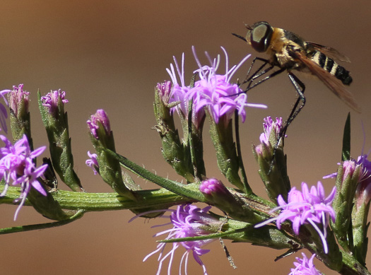 image of Liatris cokeri, Sandhill Blazing-star