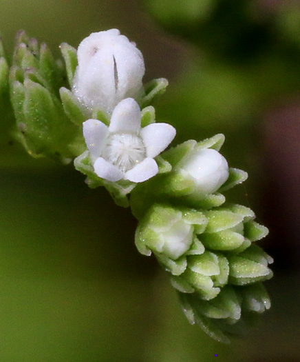 image of Mitreola sessilifolia, Small-leaved Miterwort, Swamp Hornpod