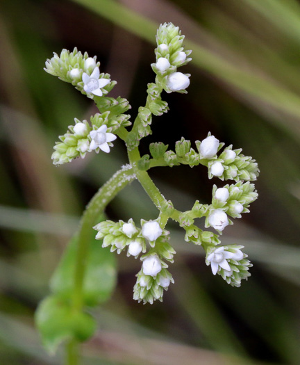 image of Mitreola sessilifolia, Small-leaved Miterwort, Swamp Hornpod