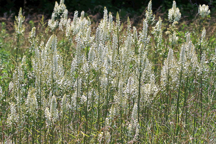 image of Melanthium virginicum, Virginia Bunchflower, Bog Bunchflower