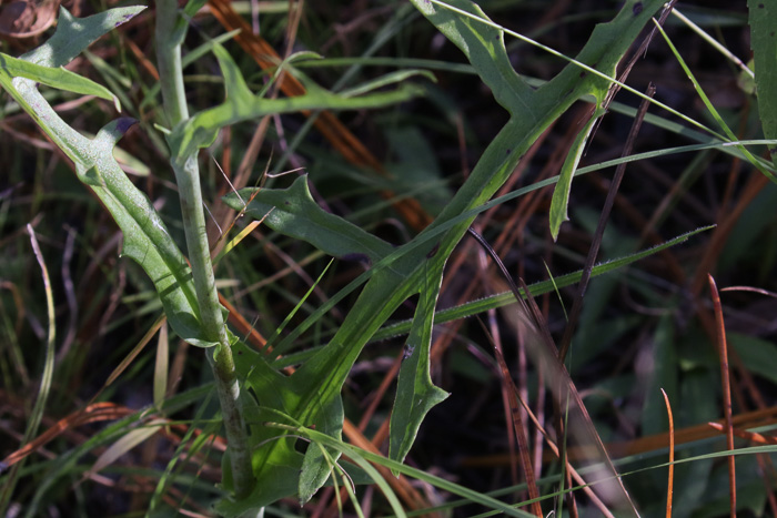 image of Nabalus autumnalis, Slender Rattlesnake-root, One-sided Rattlesnake-root